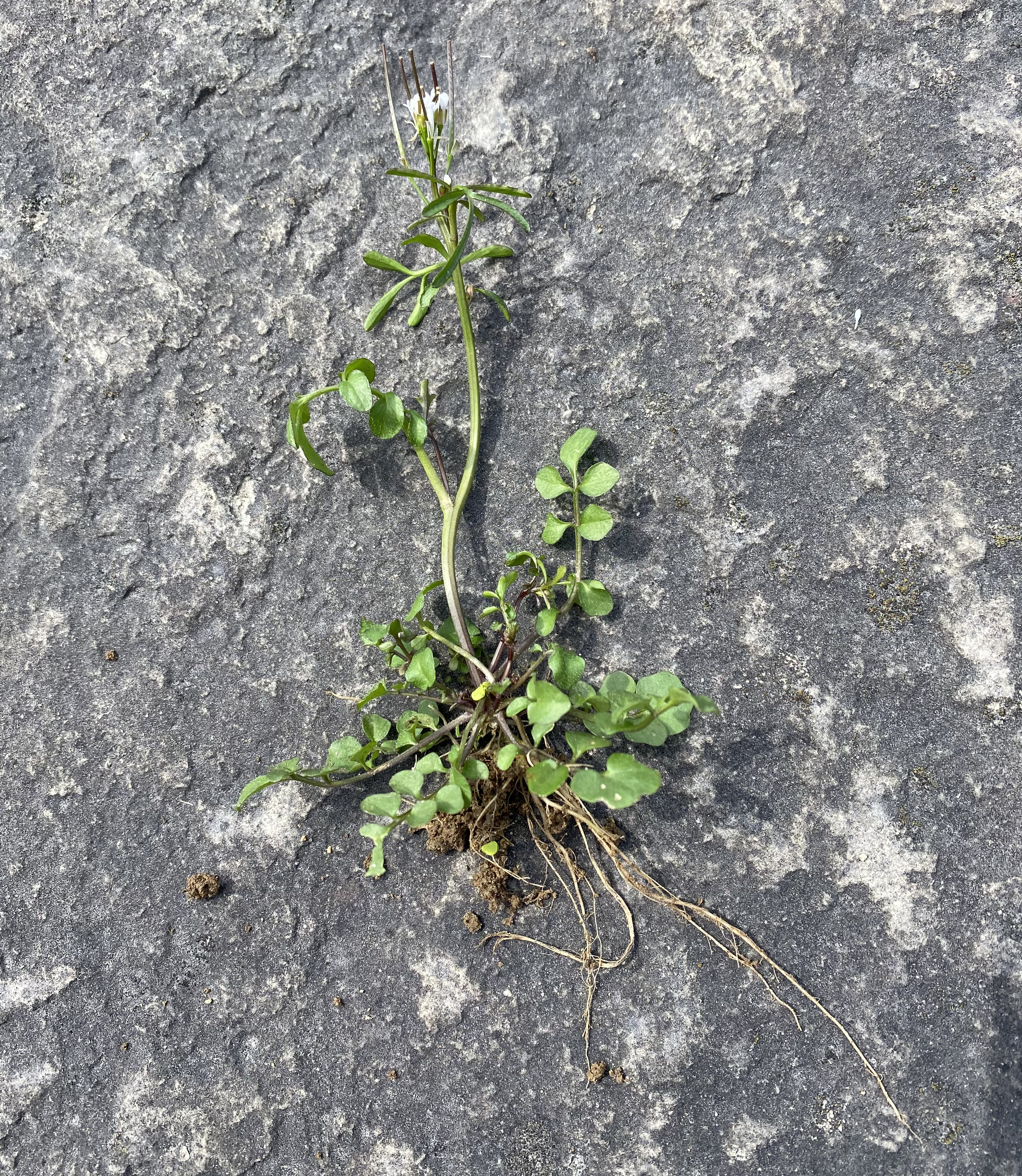 hairy bittercress